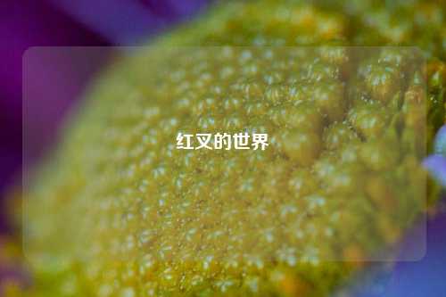 红叉的世界